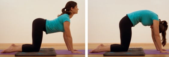 انجام دادن حرکت گربه گاو برای درد بین دو کتف